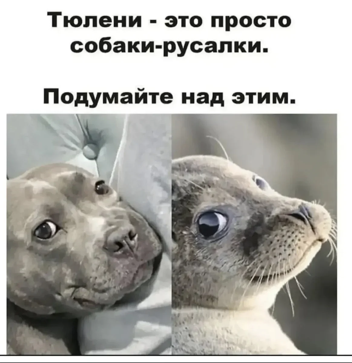 Мемы недели: листай и смейся мемы, юмор, картинки, подборка, приколы, смешное