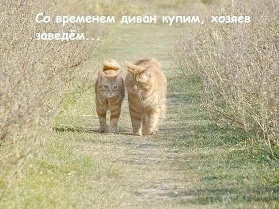 Мемы, которые спасут серый день Мемы, которые спасут серый день мемы, юмор, картинки, подборка, настроение