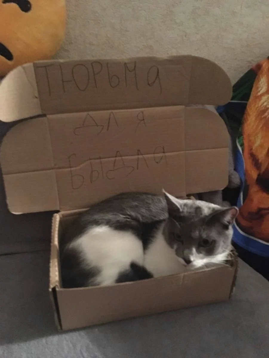 Мемы, которые спасут серый день Мемы, которые спасут серый день мемы, юмор, картинки, подборка, настроение