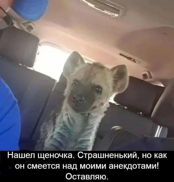 Мемы, которые спасут серый день Мемы, которые спасут серый день мемы, юмор, картинки, подборка, настроение