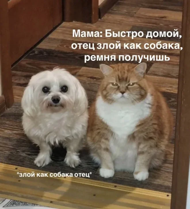 Мемы на утро: тапочки, Рианна и пельмени Мемы на утро: тапочки, Рианна и пельмени мемы, юмор, картинки, подборка, смех