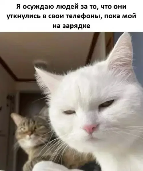 Смешные мемы: переживи середину недели с улыбкой мемы, приколы, юмор, картинки, подборка
