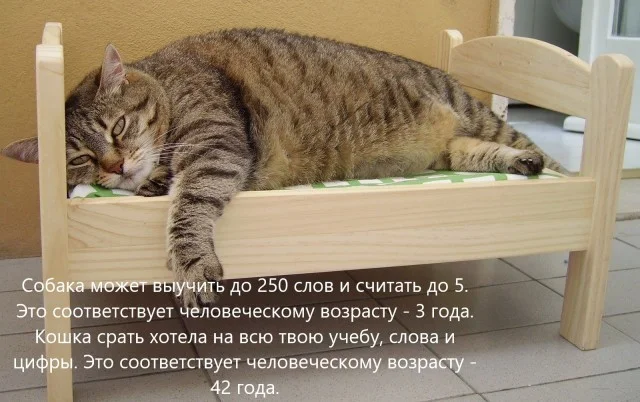 Смешные мемы: переживи середину недели с улыбкой мемы, приколы, юмор, картинки, подборка
