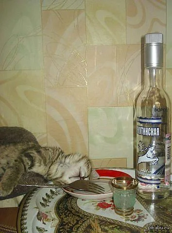 Мяу-ха-ха: лучшие кошачьи выходки сентября коты, животные, юмор, подборка, фото, смешное, питомцы