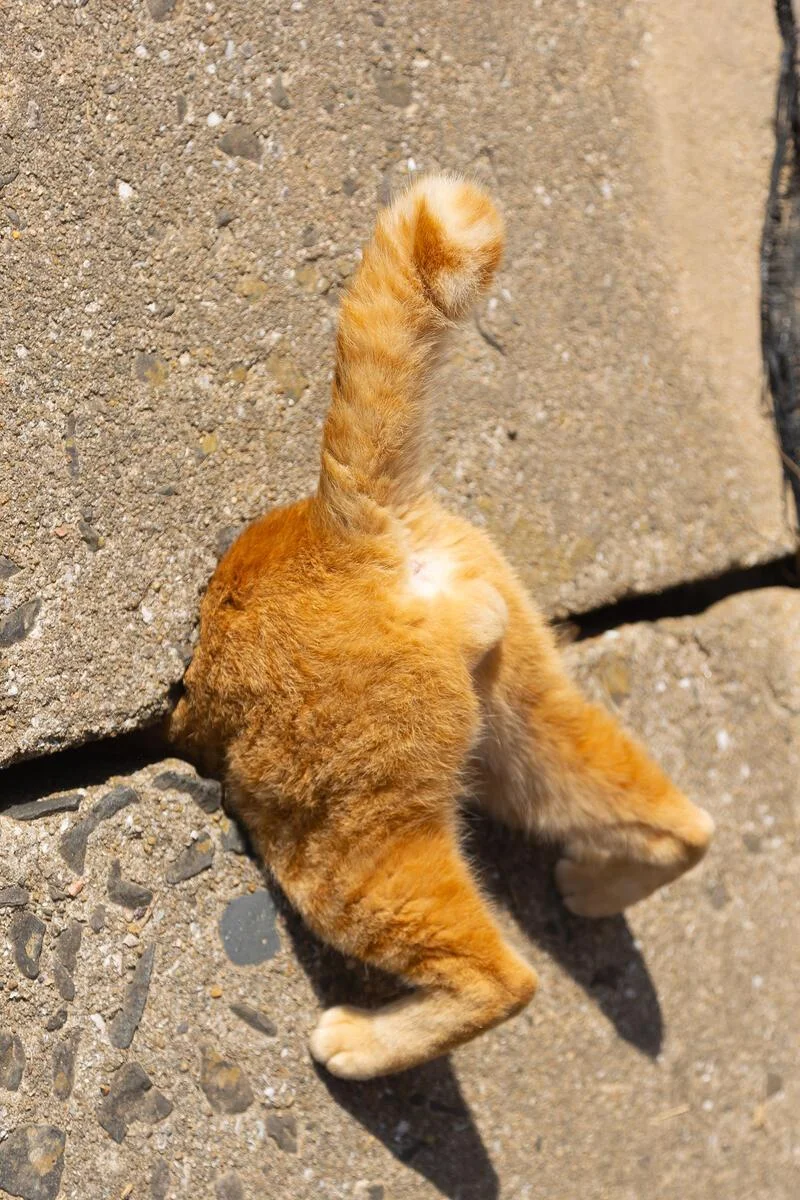 Мяу-ха-ха: лучшие кошачьи выходки сентября коты, животные, юмор, подборка, фото, смешное, питомцы