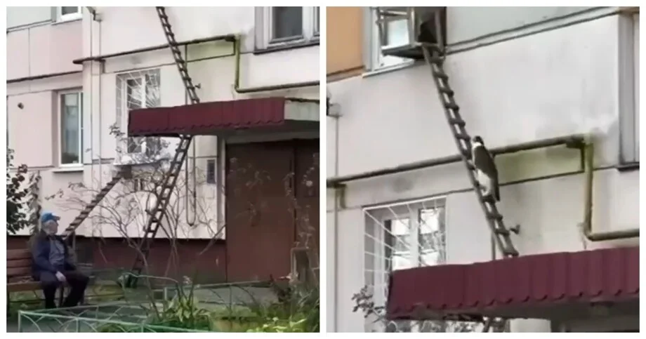 Пушистый жилец с личным подъездом кот, Петербург, животные, видео, дом, лестница