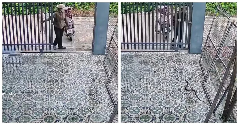Змея не ожидала такого приёма Змея не ожидала такого приёма змея, девушка, видео, рептилия, смелость