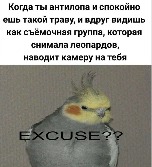 Улыбнись! 15 мемов для хорошего дня мемы, юмор, картинки, подборка, смешное