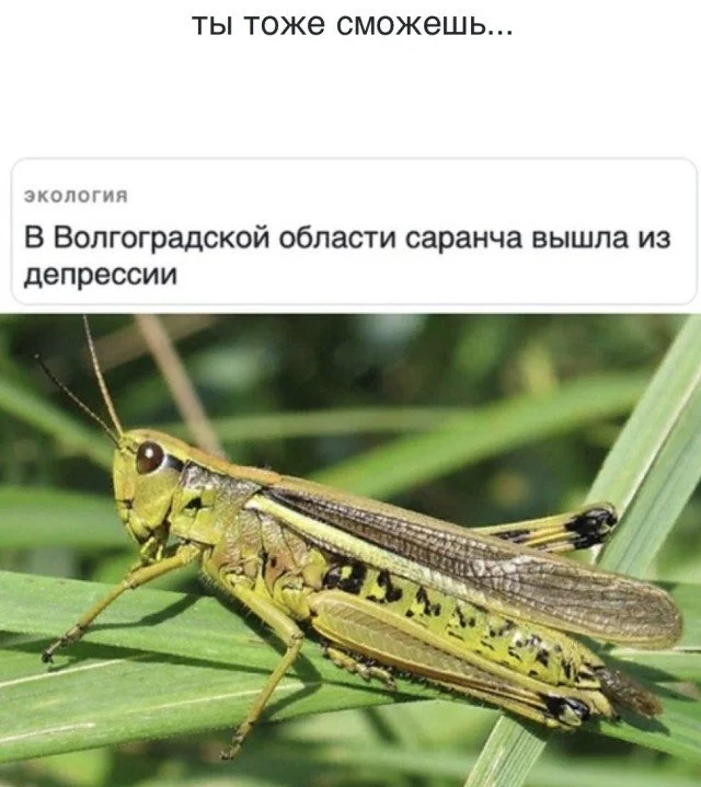 Улыбнись! 15 мемов для хорошего дня мемы, юмор, картинки, подборка, смешное