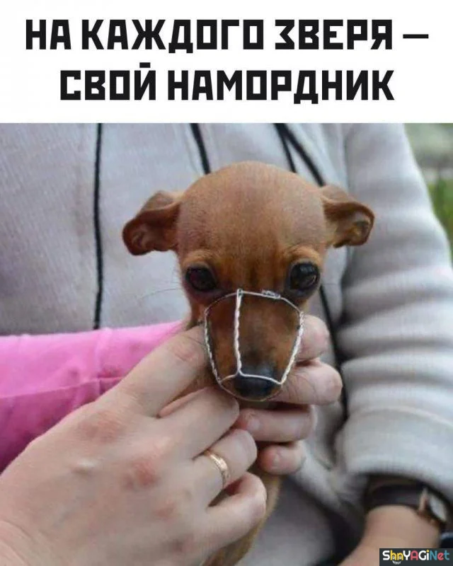 Уморительные приколы октября Уморительные приколы октября приколы, октябрь, юмор, картинки, мемы, смешное