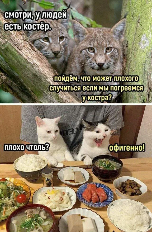 Утренний заряд юмора: мемы и картинки для хорошего дня Утренний заряд юмора: мемы и картинки для хорошего дня мемы, картинки, юмор, позитив, подборка