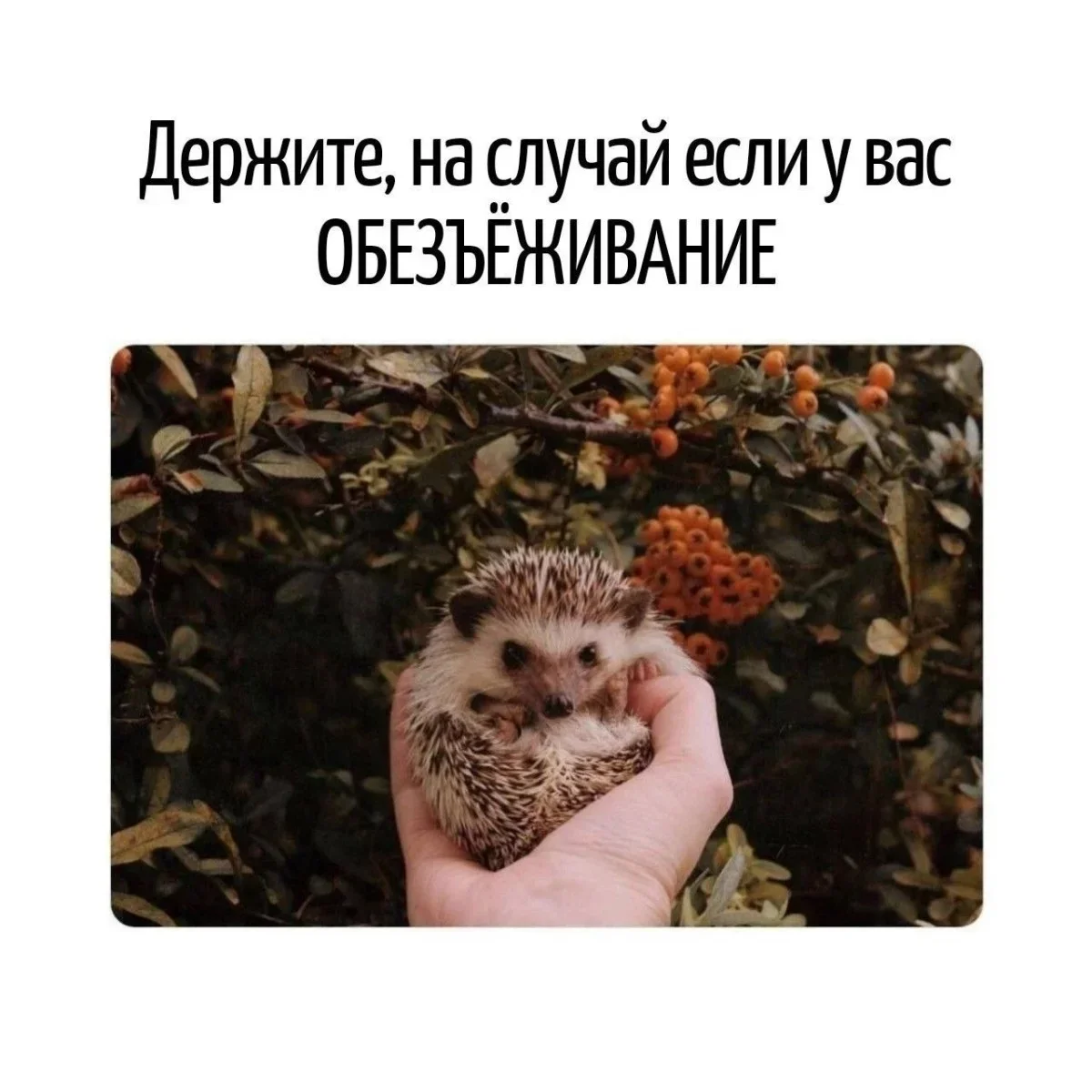 Слова, которые вас подколют Слова, которые вас подколют юмор, каламбуры, игра слов, смешное, язык