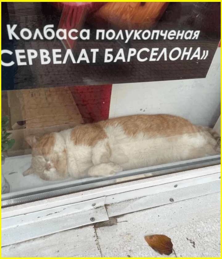 Мозг под защитой: череп или штаны? Мозг под защитой: череп или штаны? приколы, картинки, юмор, подборка, мемы
