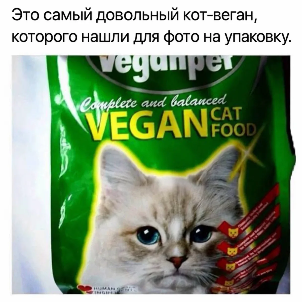 Угарная пятница: кот-веган и мемы про дедлайны Угарная пятница: кот-веган и мемы про дедлайны мемы, юмор, картинки, пятница, кот, веган