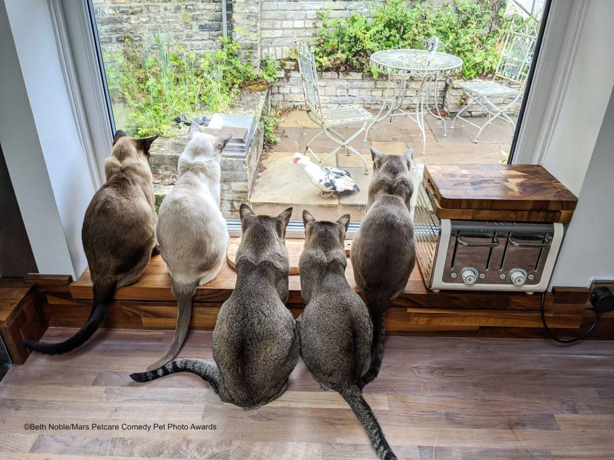 Коровы, гуси и ламы, которые затмят любого комика животные, приколы, фотографии, конкурс, сельское хозяйство
