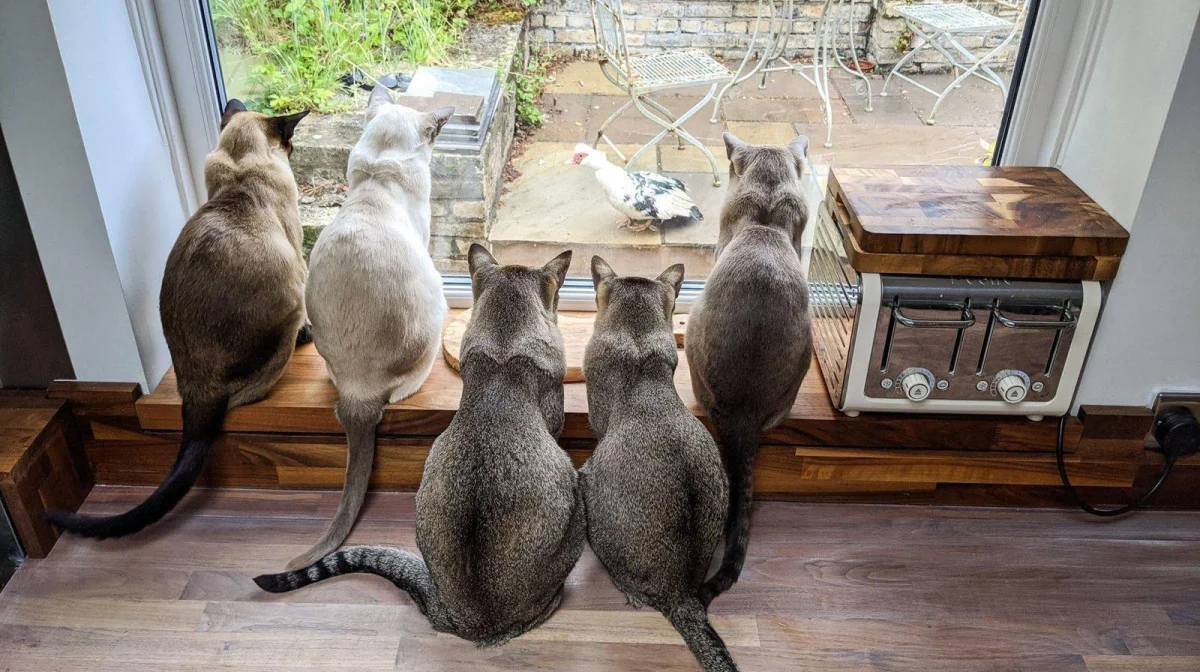 Коровы, гуси и ламы, которые затмят любого комика