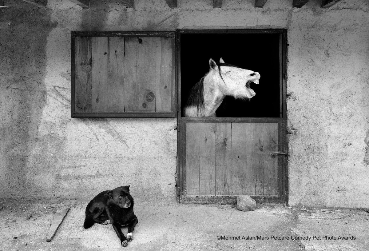 Коровы, гуси и ламы, которые затмят любого комика животные, приколы, фотографии, конкурс, сельское хозяйство