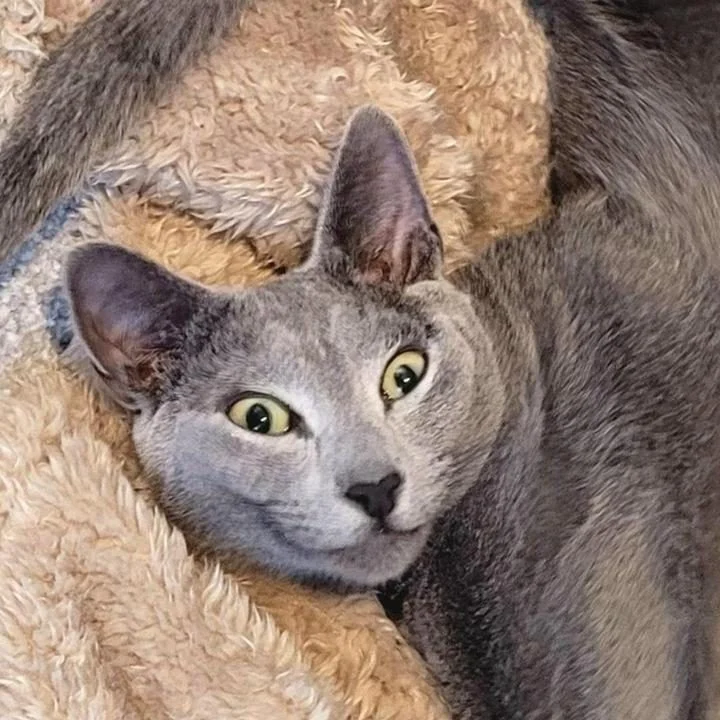 16 котов, которые знают, как рассмешить 16 котов, которые знают, как рассмешить коты, кошки, юмор, животные, фото, подборка, смешное