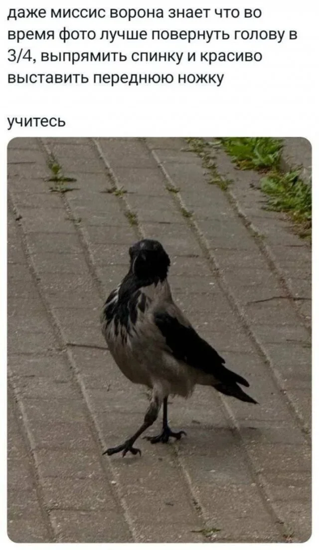 Утренний заряд смеха: мемы на 4 октября Утренний заряд смеха: мемы на 4 октября мемы, юмор, картинки, приколы, смешное