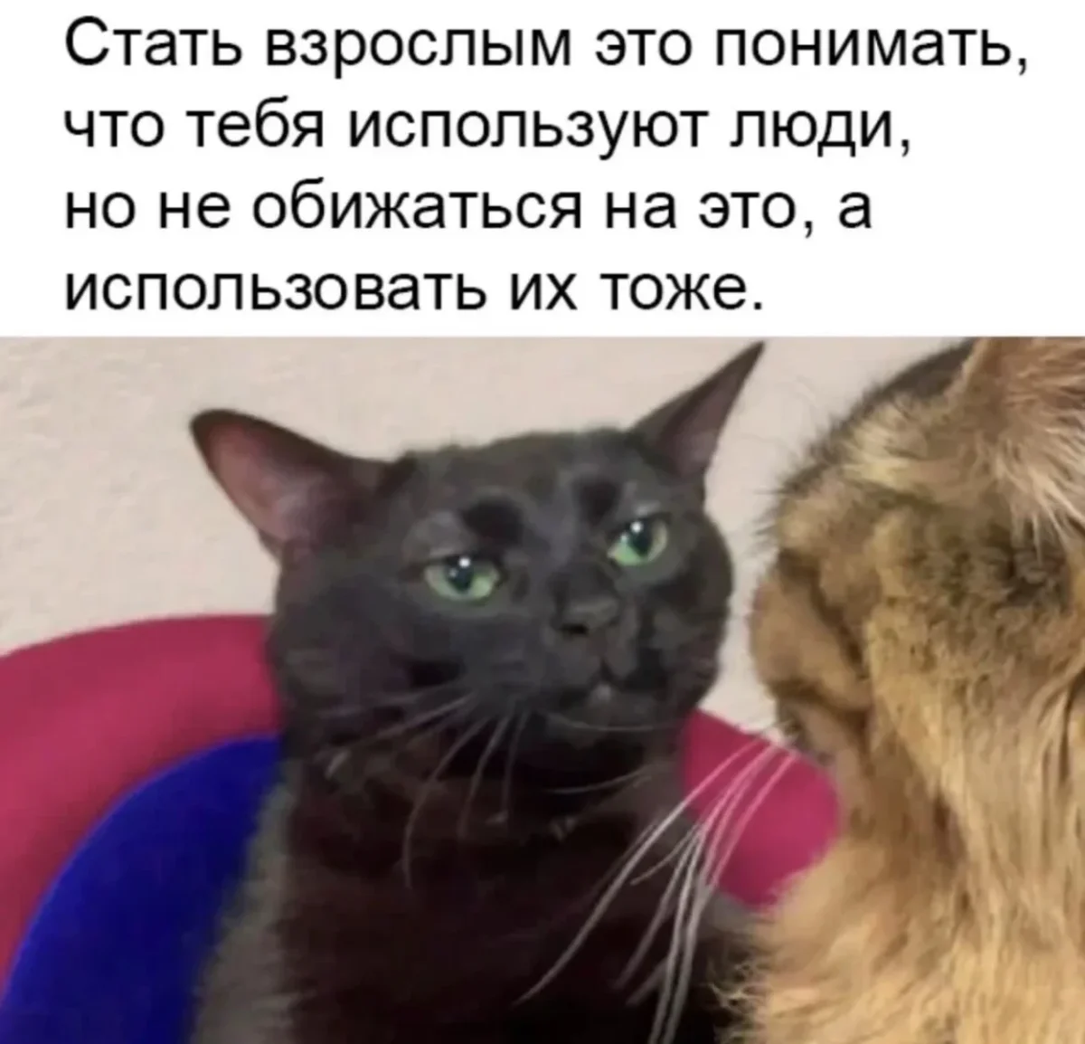 Мемы дня: узнай себя на этих картинках Мемы дня: узнай себя на этих картинках мемы, юмор, картинки, смешное, подборка