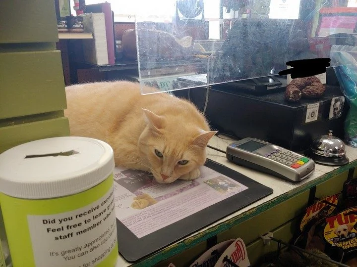 Коты, которые променяли диван на карьеру