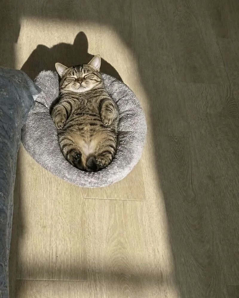 Кошачий цирк без билета Кошачий цирк без билета коты, юмор, животные, фото, приколы