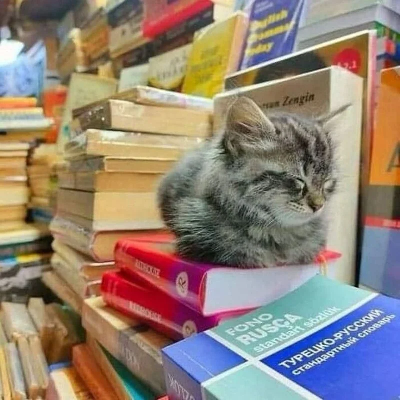 Кошачий цирк без билета Кошачий цирк без билета коты, юмор, животные, фото, приколы