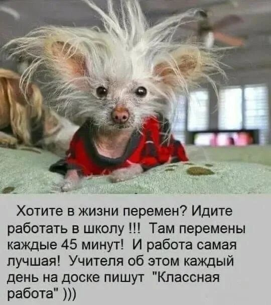 Мемы про учителей, которые поймет каждый мемы, учителя, школа, юмор, картинки, приколы, день учителя