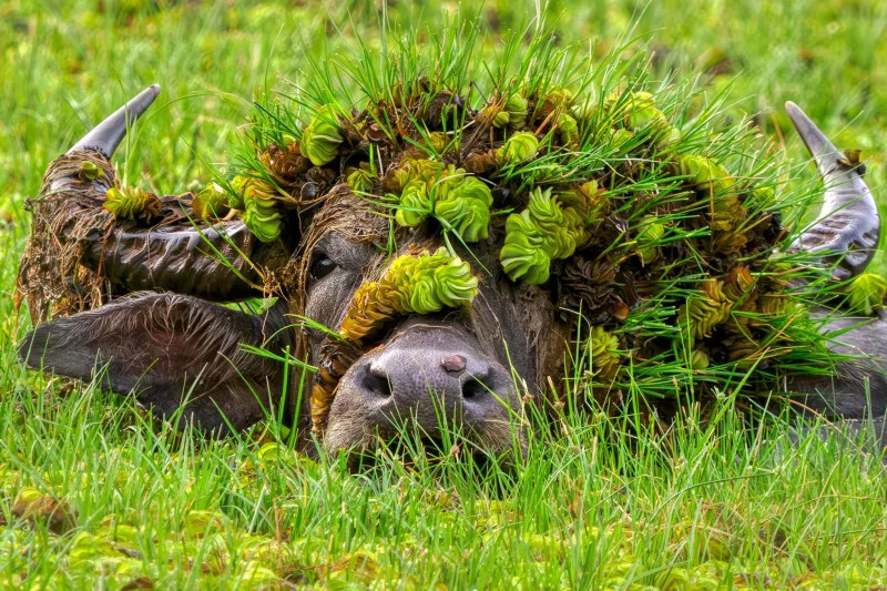 Звериный юмор: финалисты Nikon Comedy Wildlife Awards