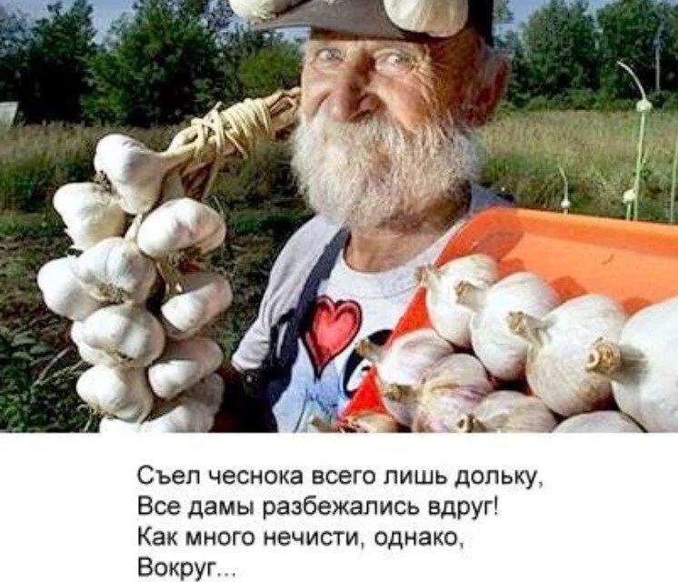 Чеснок, который рассмешит до слёз Чеснок, который рассмешит до слёз мемы, чеснок, юмор, картинки, приколы