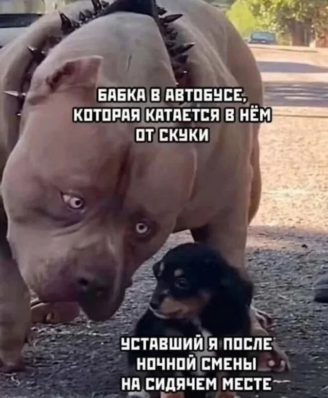Смешные картинки на утро 6 октября Смешные картинки на утро 6 октября мемы, юмор, картинки, приколы, утро, 6 октября