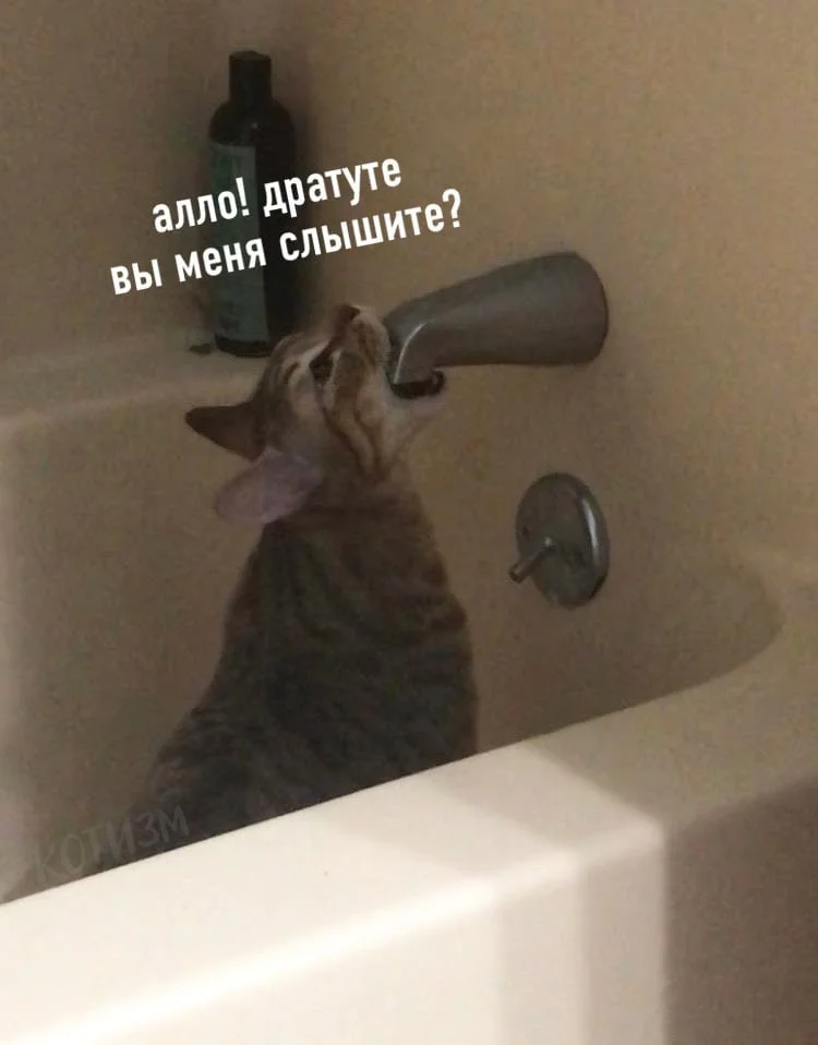 Мемы про ванну: 35 картинок для хорошего настроения ванна, мемы, картинки, юмор, смешное, водные процедуры, день ванны