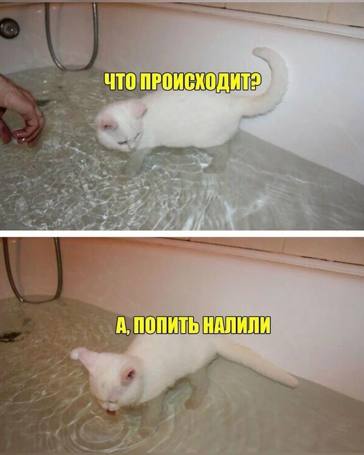 Мемы про ванну: 35 картинок для хорошего настроения ванна, мемы, картинки, юмор, смешное, водные процедуры, день ванны