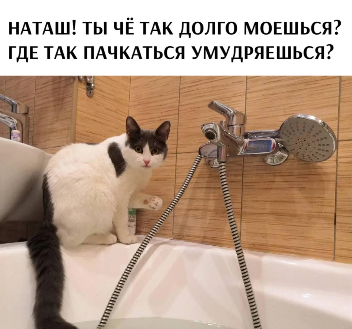Мемы про ванну: 35 картинок для хорошего настроения ванна, мемы, картинки, юмор, смешное, водные процедуры, день ванны