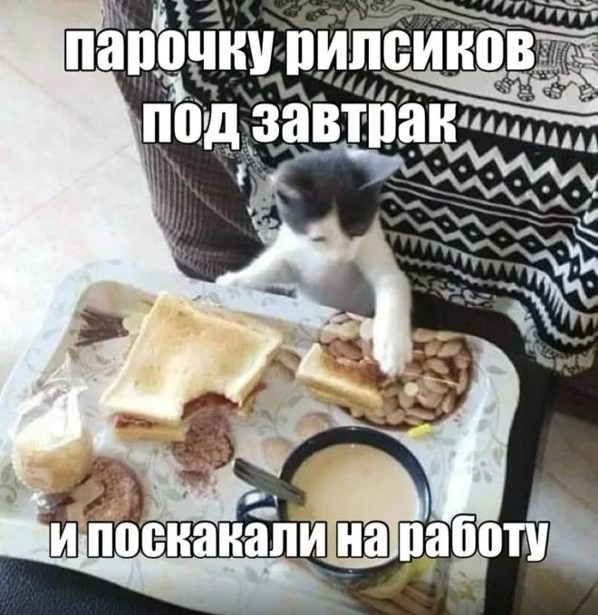 Мемы на 7 октября: осенний юмор и коты мемы, юмор, картинки, подборка, осень
