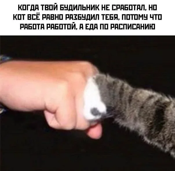 Мемы на 7 октября: осенний юмор и коты мемы, юмор, картинки, подборка, осень