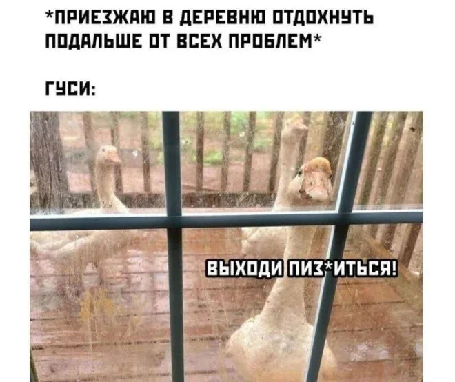 Мемы на 7 октября: осенний юмор и коты мемы, юмор, картинки, подборка, осень