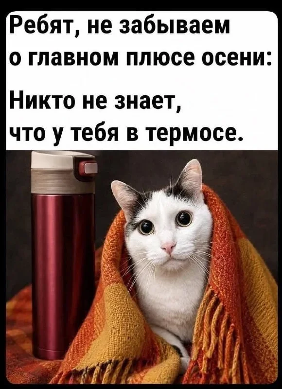 Мемы на 7 октября: осенний юмор и коты мемы, юмор, картинки, подборка, осень