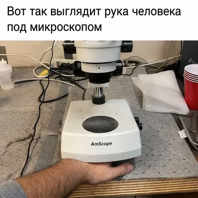 Мемы на 7 октября: осенний юмор и коты мемы, юмор, картинки, подборка, осень