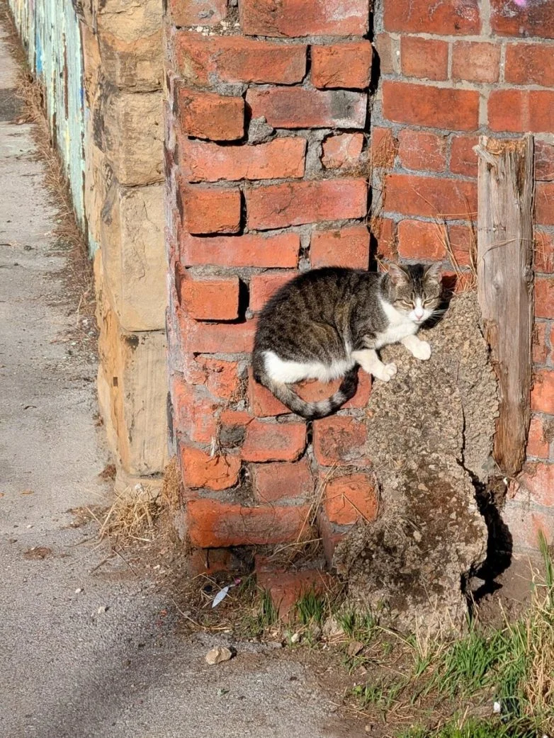 Глазам не верю: 30 кадров с подвохом иллюзии, фото, приколы, перспектива, животные