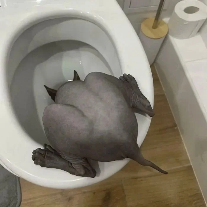 Кадры, которые сломали мозг Кадры, которые сломали мозг фотографии, приколы, животные, иллюзии, подборка