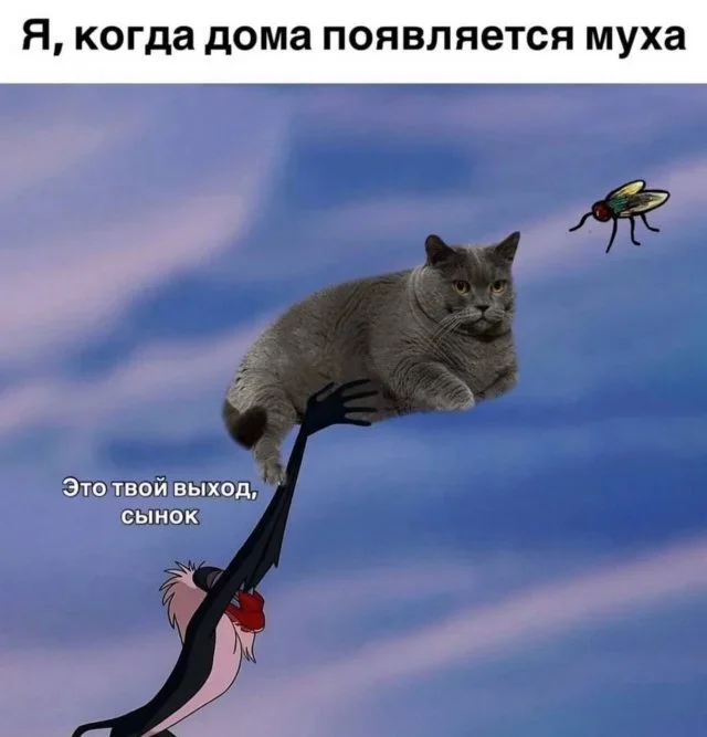 Мемы на пятницу: звери, боль и тусовки мемы, юмор, картинки, подборка, приколы