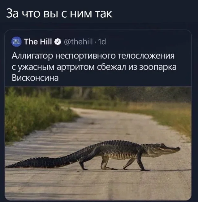 Мемы на пятницу: звери, боль и тусовки мемы, юмор, картинки, подборка, приколы