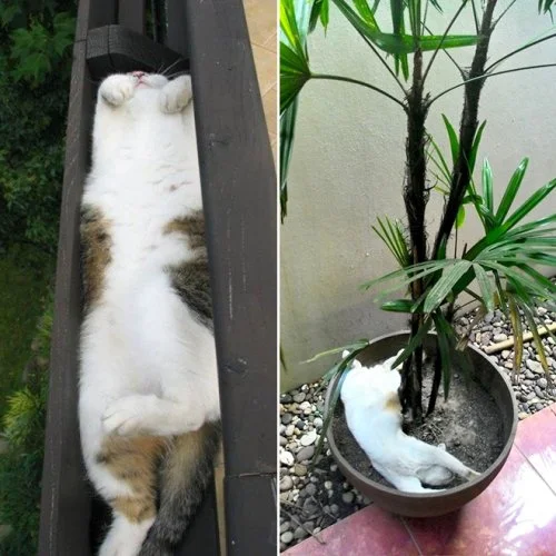 Пушистые оккупанты: коты, которые живут в горшках Пушистые оккупанты: коты, которые живут в горшках коты, кошки, цветы, горшки, приколы, фото, животные, юмор