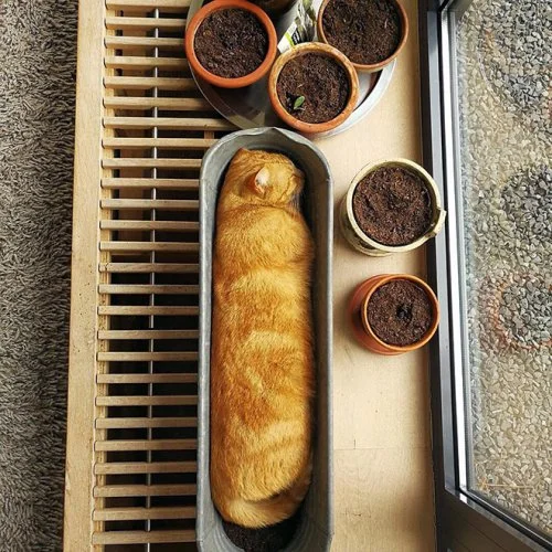 Пушистые оккупанты: коты, которые живут в горшках Пушистые оккупанты: коты, которые живут в горшках коты, кошки, цветы, горшки, приколы, фото, животные, юмор