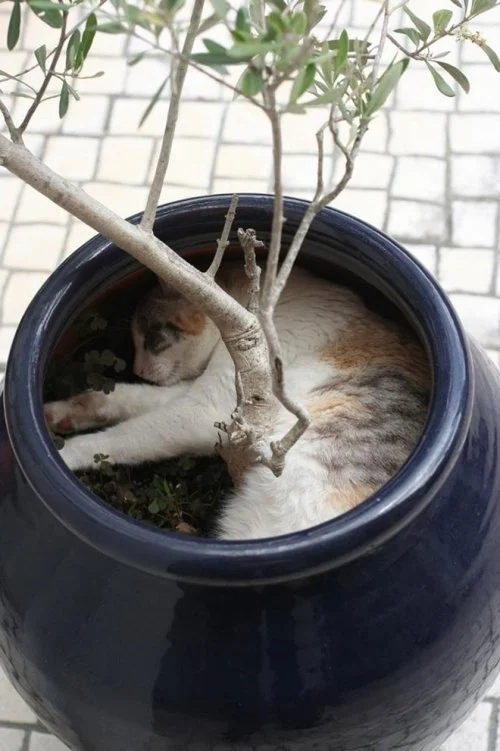 Пушистые оккупанты: коты, которые живут в горшках Пушистые оккупанты: коты, которые живут в горшках коты, кошки, цветы, горшки, приколы, фото, животные, юмор