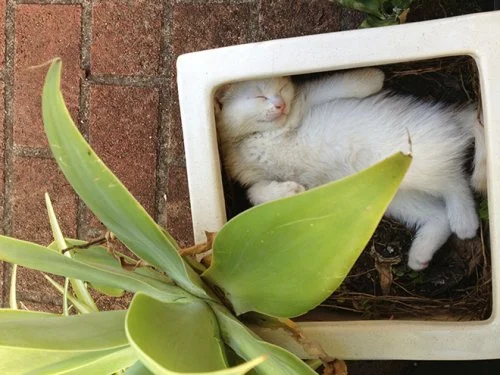 Пушистые оккупанты: коты, которые живут в горшках Пушистые оккупанты: коты, которые живут в горшках коты, кошки, цветы, горшки, приколы, фото, животные, юмор