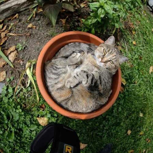 Пушистые оккупанты: коты, которые живут в горшках Пушистые оккупанты: коты, которые живут в горшках коты, кошки, цветы, горшки, приколы, фото, животные, юмор