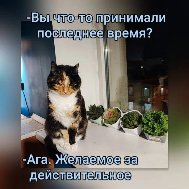 Жизнь в мемах: от быта до катастроф мемы, юмор, повседневность, быт, картинки