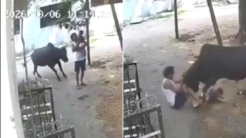 Бык против дедушки: страшное нападение попало на видео